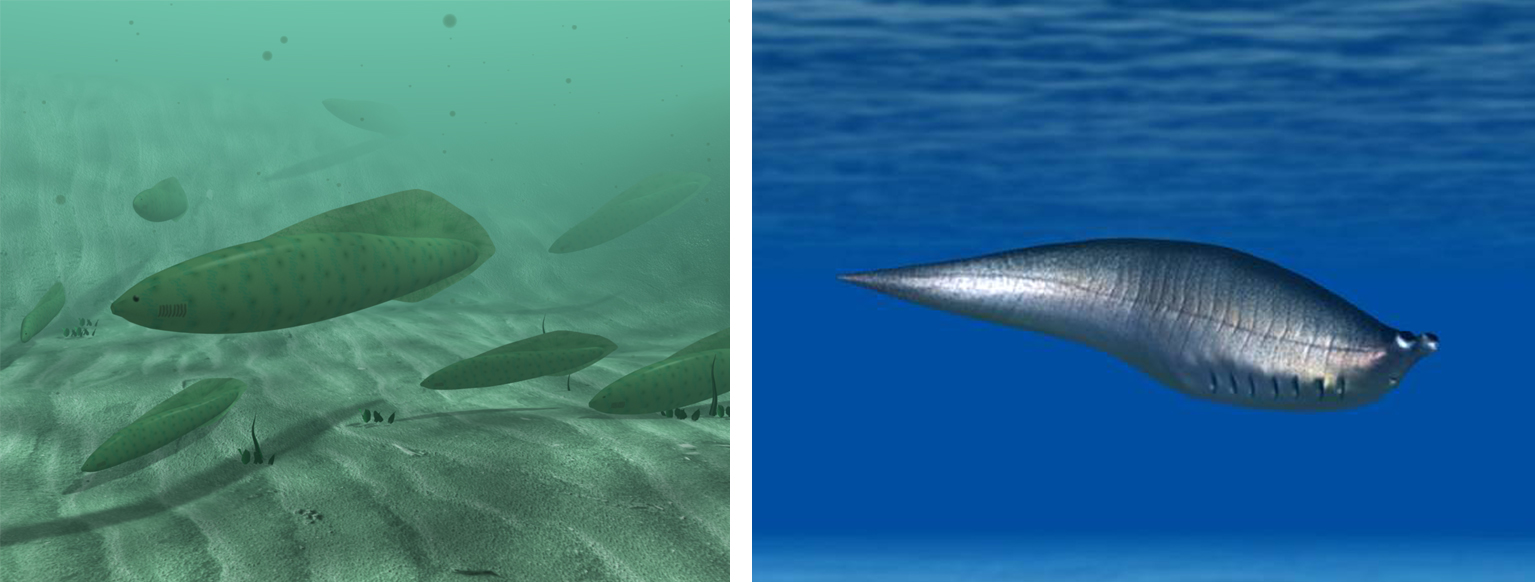 Images showing reconstructions of Haikouichthys and Metaspriggina.
