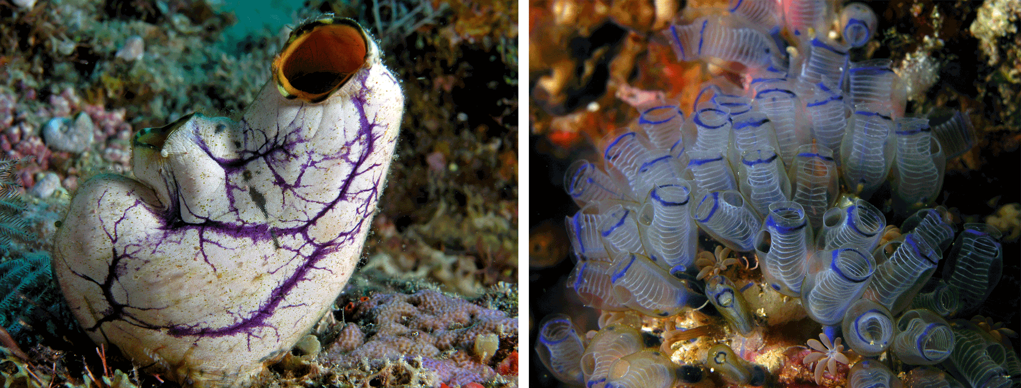 Two photographs of modern tunicates.