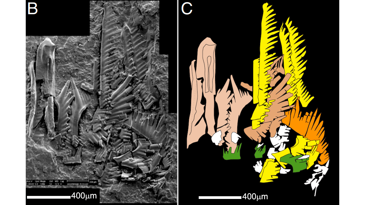 Images showing a scanning electron microscope image of a conodont assemblage.