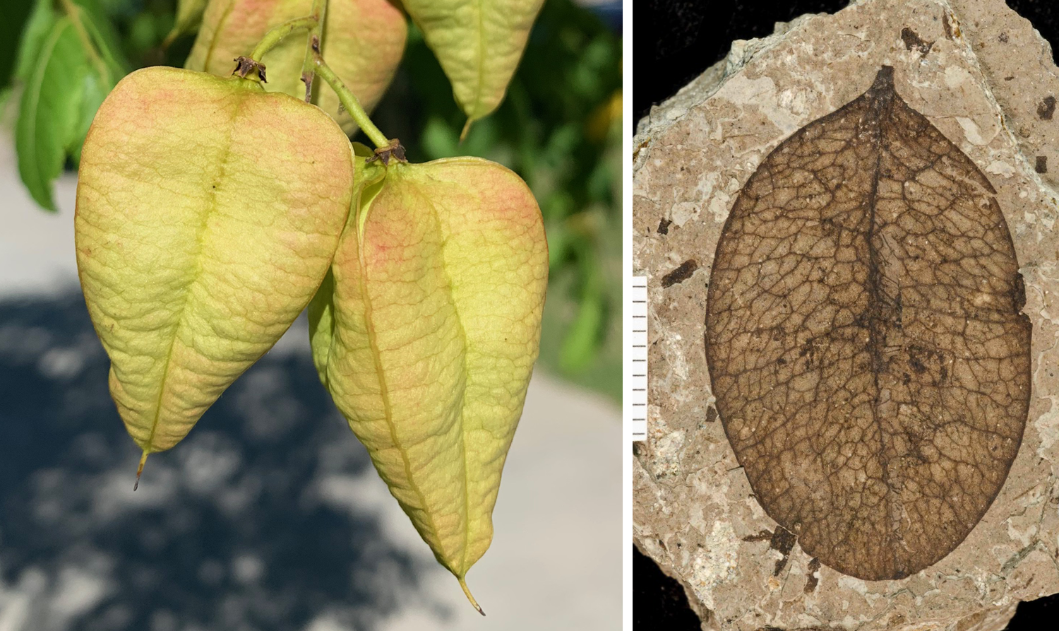 2-Panel figure showing inflated koelreuteria capsules. Panel 1: Modern fruits on a tree. Panel 2. Fossil fruit.