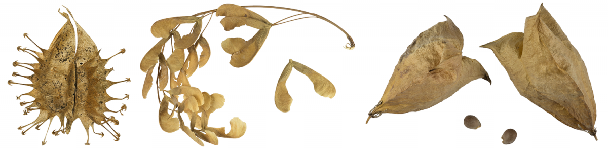 Dry fruits showing different means of dispersal: Leaf: Spines for adherence. Center: Wings for wind dispersal. Right: Inflated capsules for water dispersal.