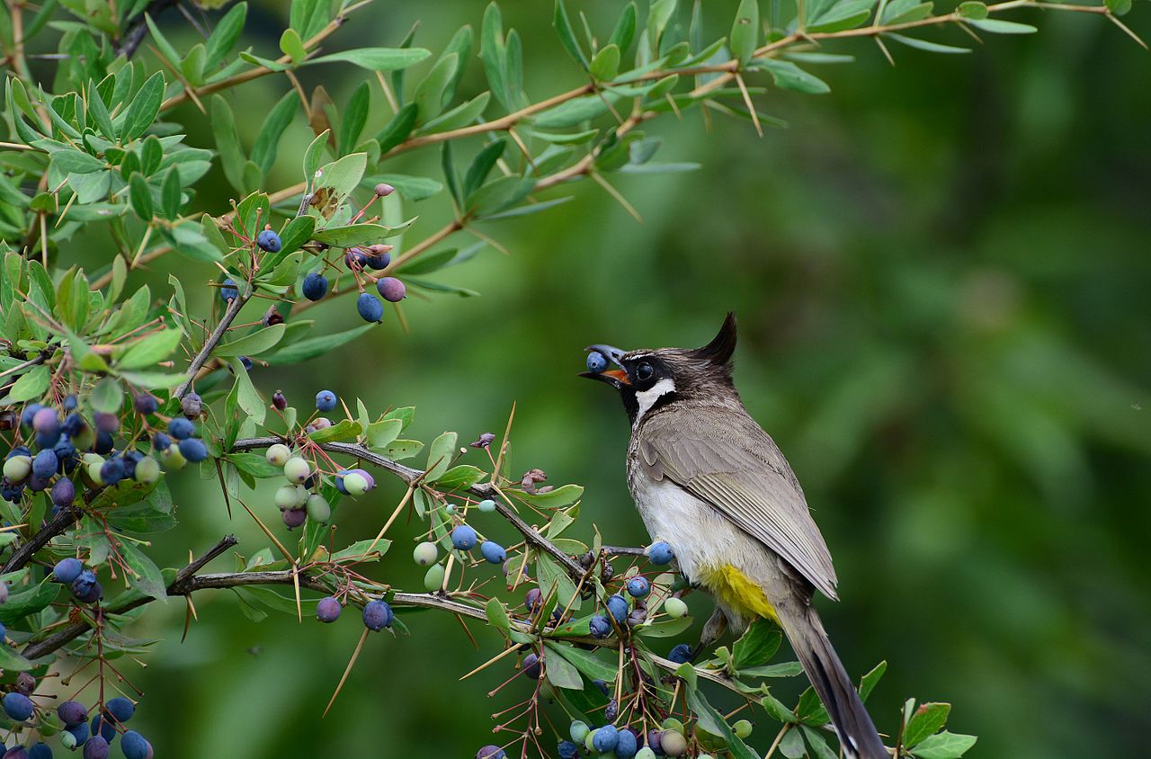 Photograph of a bird eating a berry.