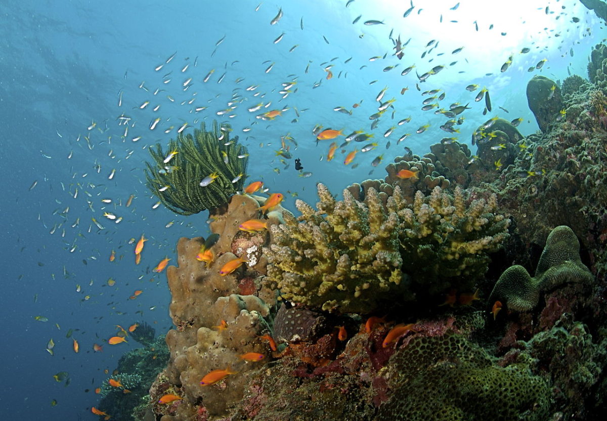 Coral reef with fish and corals