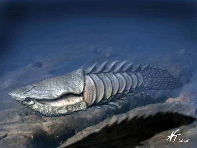 Image showing a reconstruction of the Early Devonian heterostracan Anglaspis heintzi.