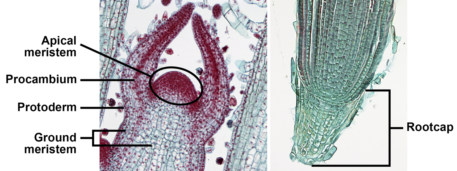 2-Panel photographic figure showing shoot and root tips in longitudinal section. Panel 1: Shoot apex of coleus with apical meristem and primary meristems labelled. Panel 2: Root tip of wheat with rootcap labelled.