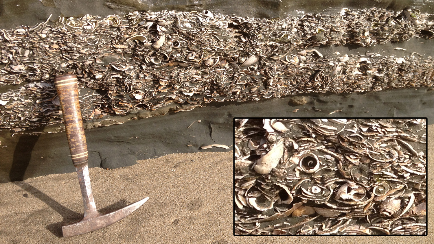 Photograph of fossil bivalve shells in a rock formation along the coast of California.