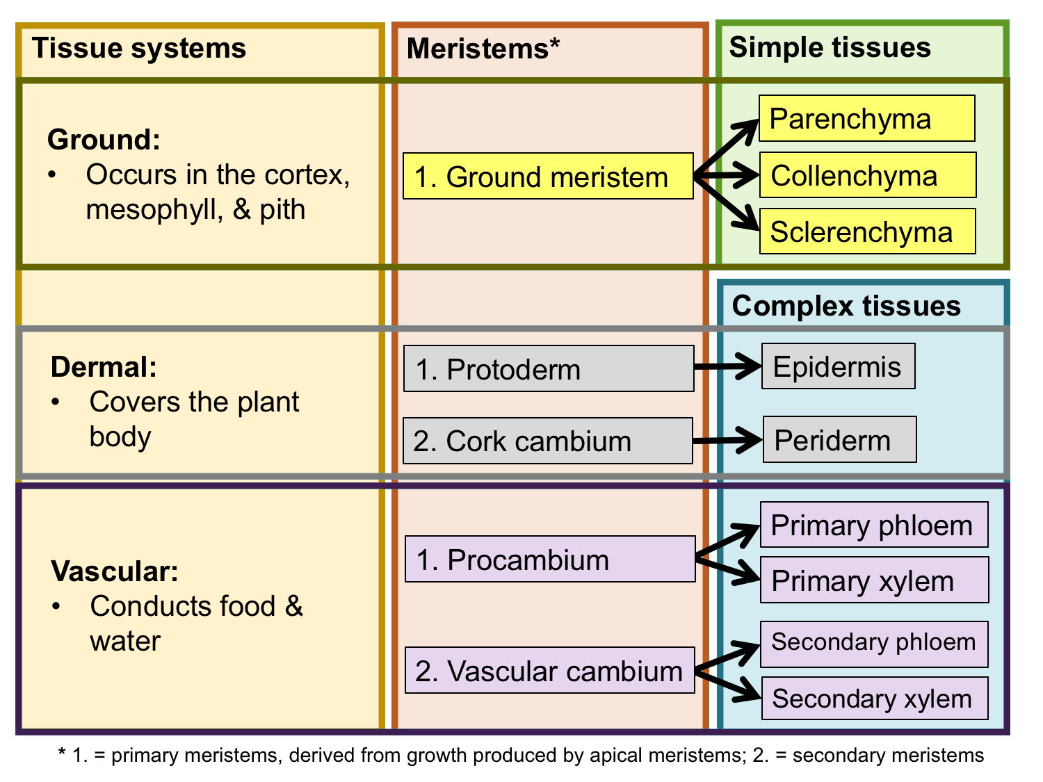 Chart summarizing the relationship between tissue systems, meristems, and tissues.