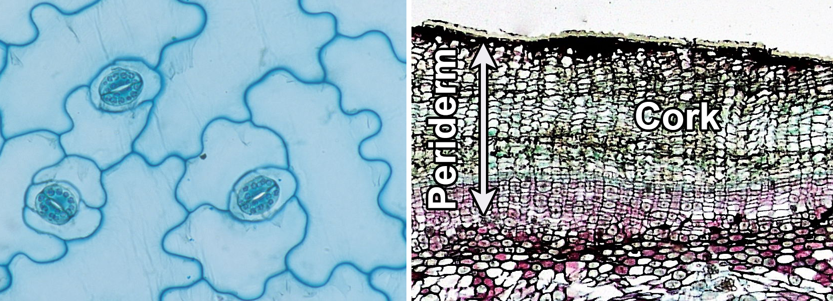 2-panel photographic figure. Panel 1: Surface view of epidermis of kalanchoe showing epidermal cells and stomata. Panel 2: Cross section of birthwort periderm, showing thick cork.