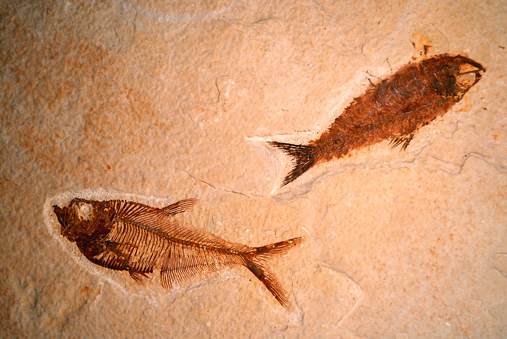Fossil fish from the Green River Formation