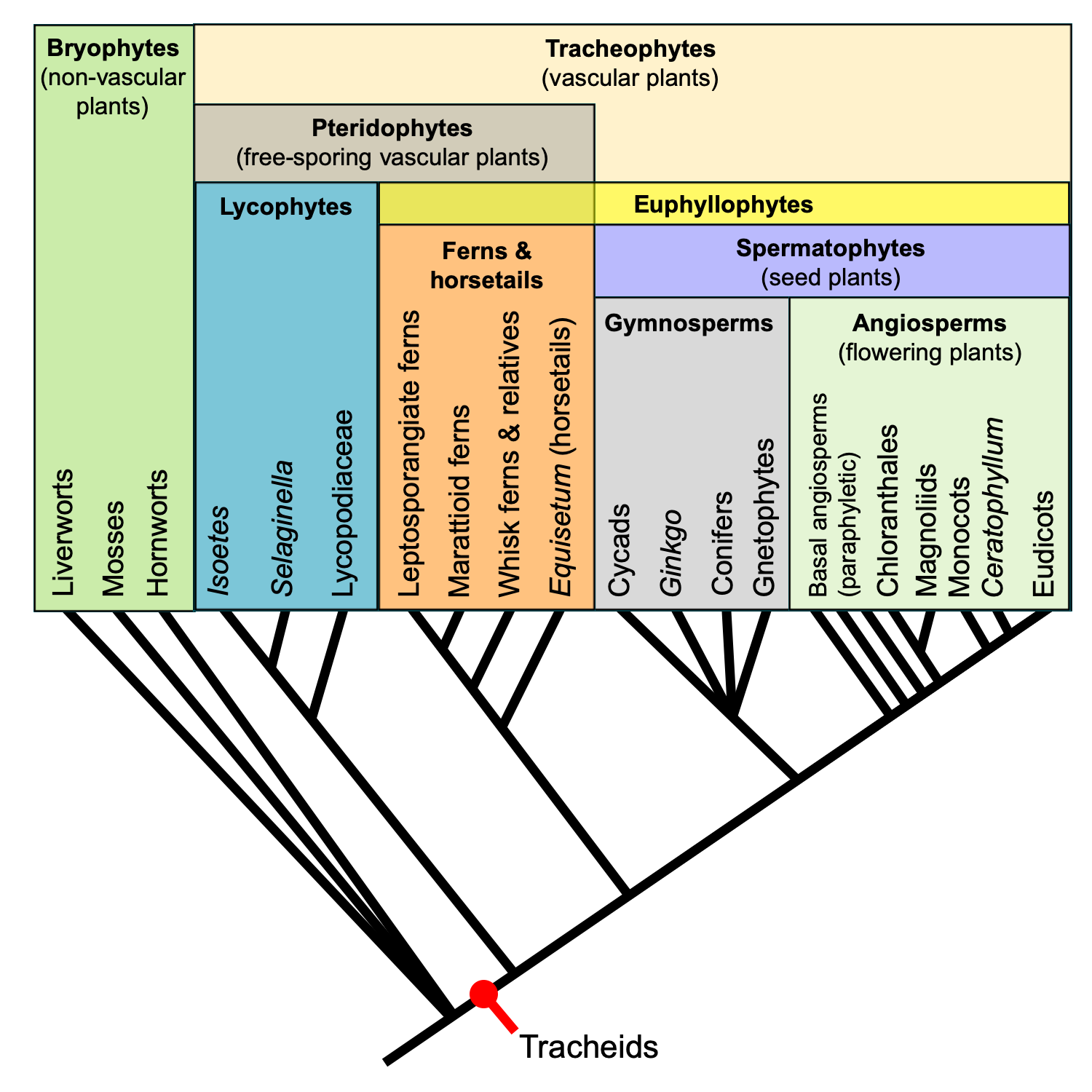 Diagram of a phylogenetic tree showing relationships among major living groups of vascular plants.