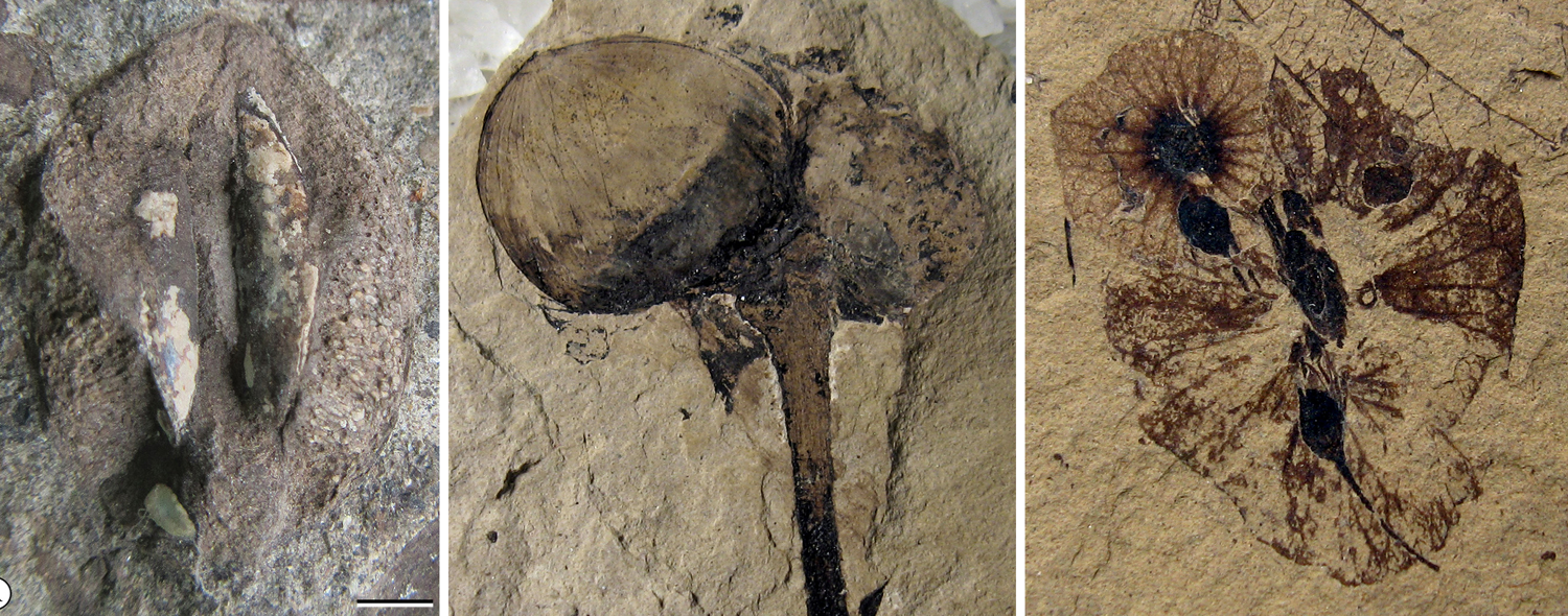 3-Panel photo figure. Panel 1: Fossil cornalean endocarp, possible dispersal by ingestion. Panel 2: Fossil hazelnuts, dispersal by caching or hoarding. Panel 3: Fossil fruits with wings, dispersal by wind..