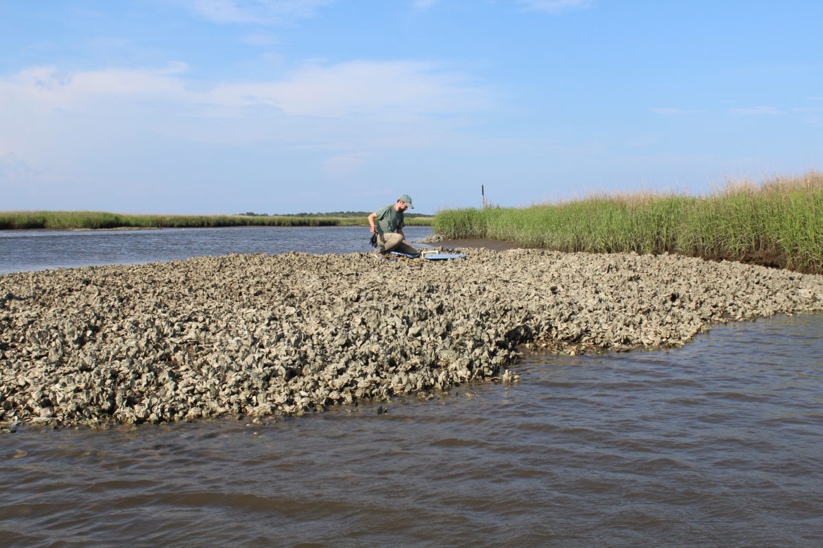 scientific sampling on an oyster reef