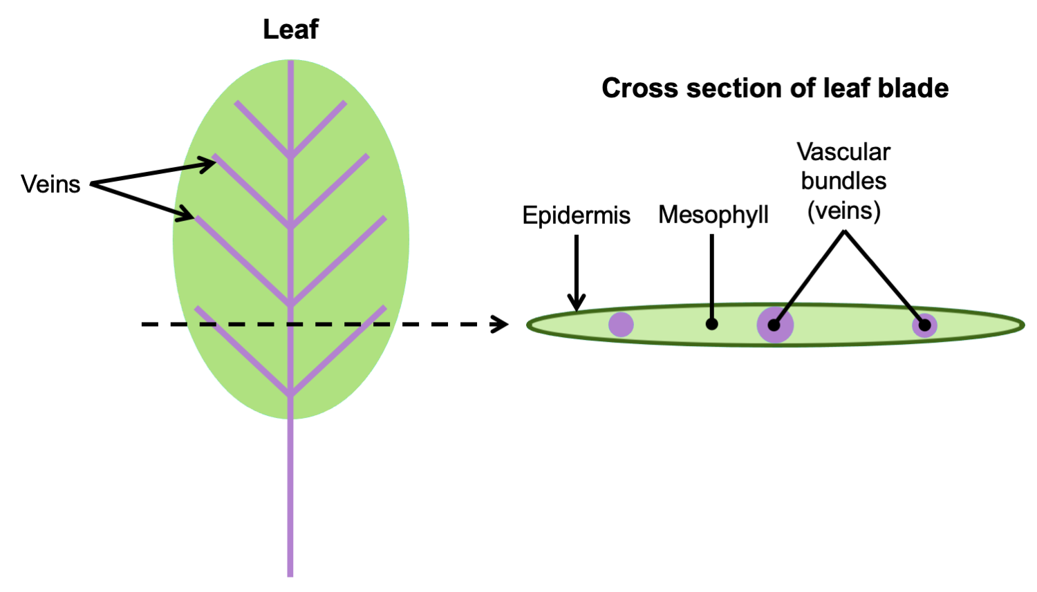 2-part figure. Part 2: Diagram of a leaf with veins labelled. Part 2: Leaf blade in cross section with epidermis, veins, and mesophyll labelled.