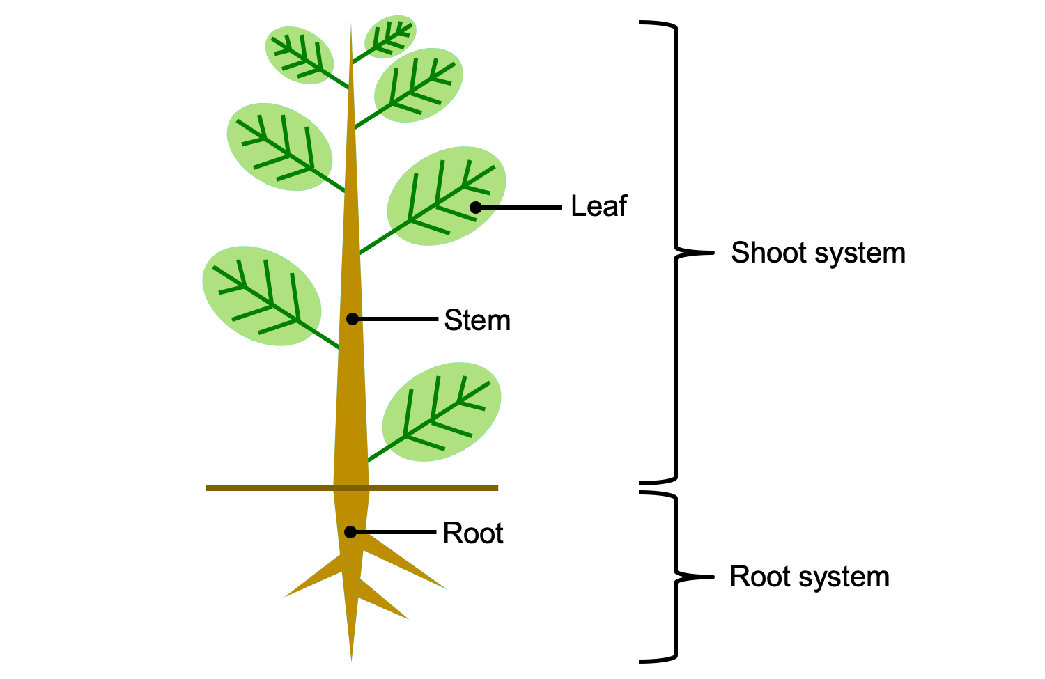 Simple illustration of a plant showing the organs (leaf, stem, and root) and systems (shoot system, root system)