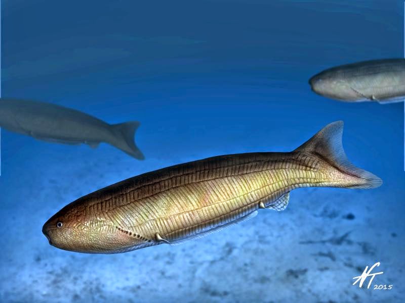 Image showing a reconstruction of the anaspid fish Birkenia elegans.