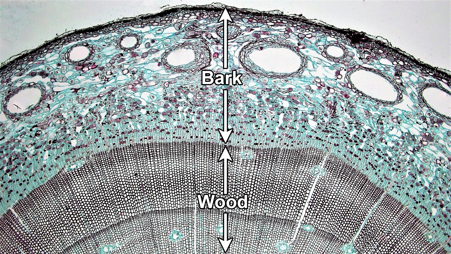 Photo showing a cross section of a pine stem with internal wood and external bark labelled.
