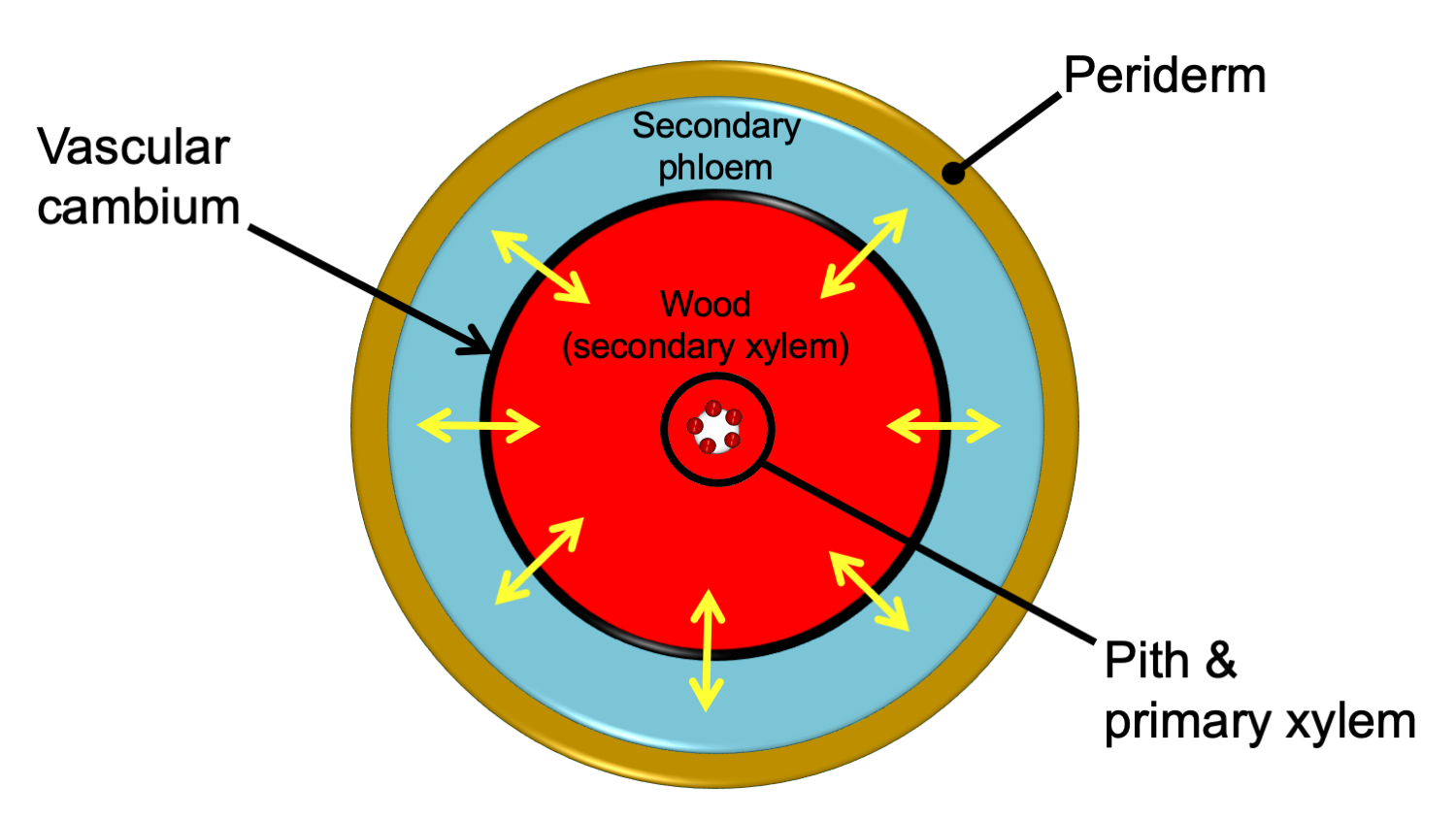 Diagram of a stem with secondary growth in transverse section. The secondary xylem forms a continuous ring internal to the secondary phloem.