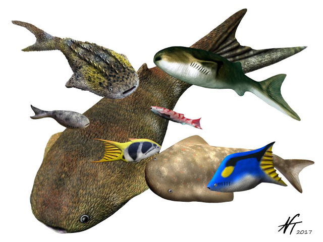 Image showing reconstructions of different types of thelodonts.