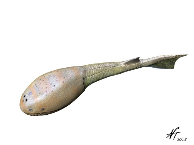 Image showing a reconstruction of the Late Silurian osteostracan fish Tremataspis mammillata.