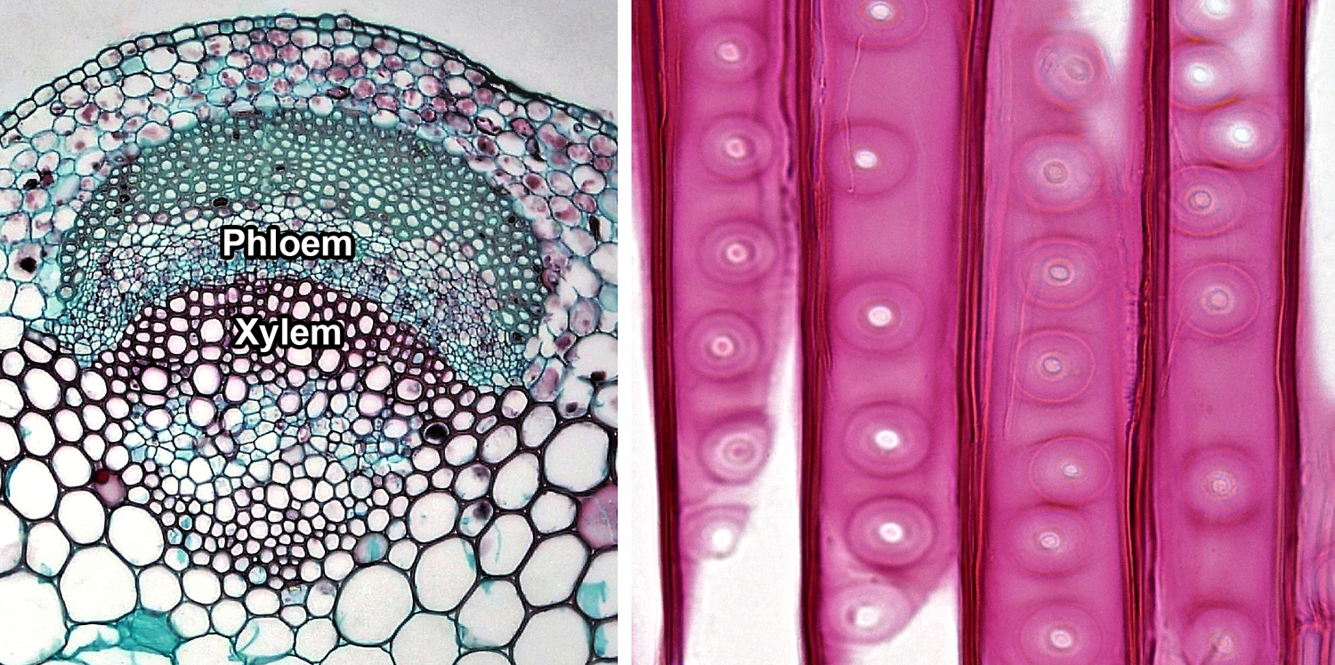 2-Panel figure showing photos of vascular tissue. Panel 1: Cross section of vascular bundle showing xylem and phloem. Panel 2: Longitudinal section of tracheids in pine wood.