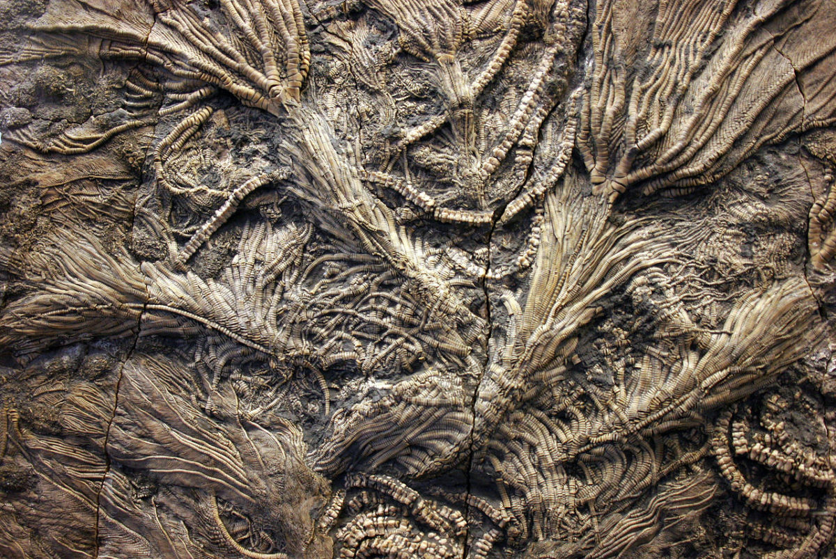 Fossil crinoids from the Jurassic