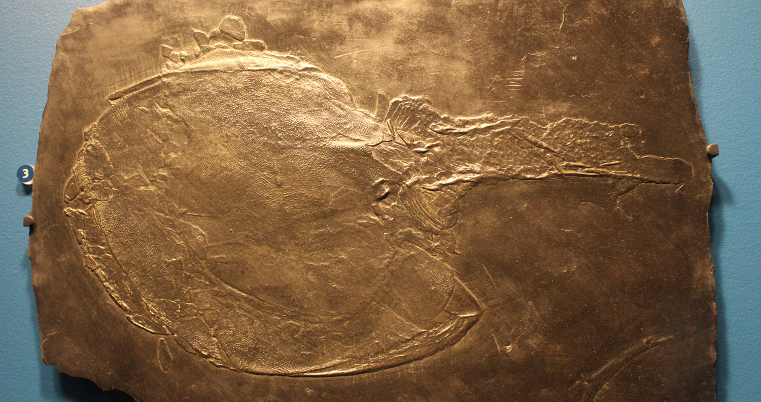 Photograph of a cast of the Devonian heterostracan fish Drepanaspis sp.