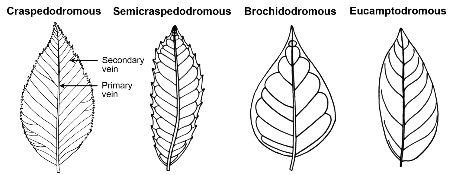 Drawing of four leaves showing different patterns of secondary venation: craspedodromous, semicraspedodromous, brochidodromous, and eucamptodromous.