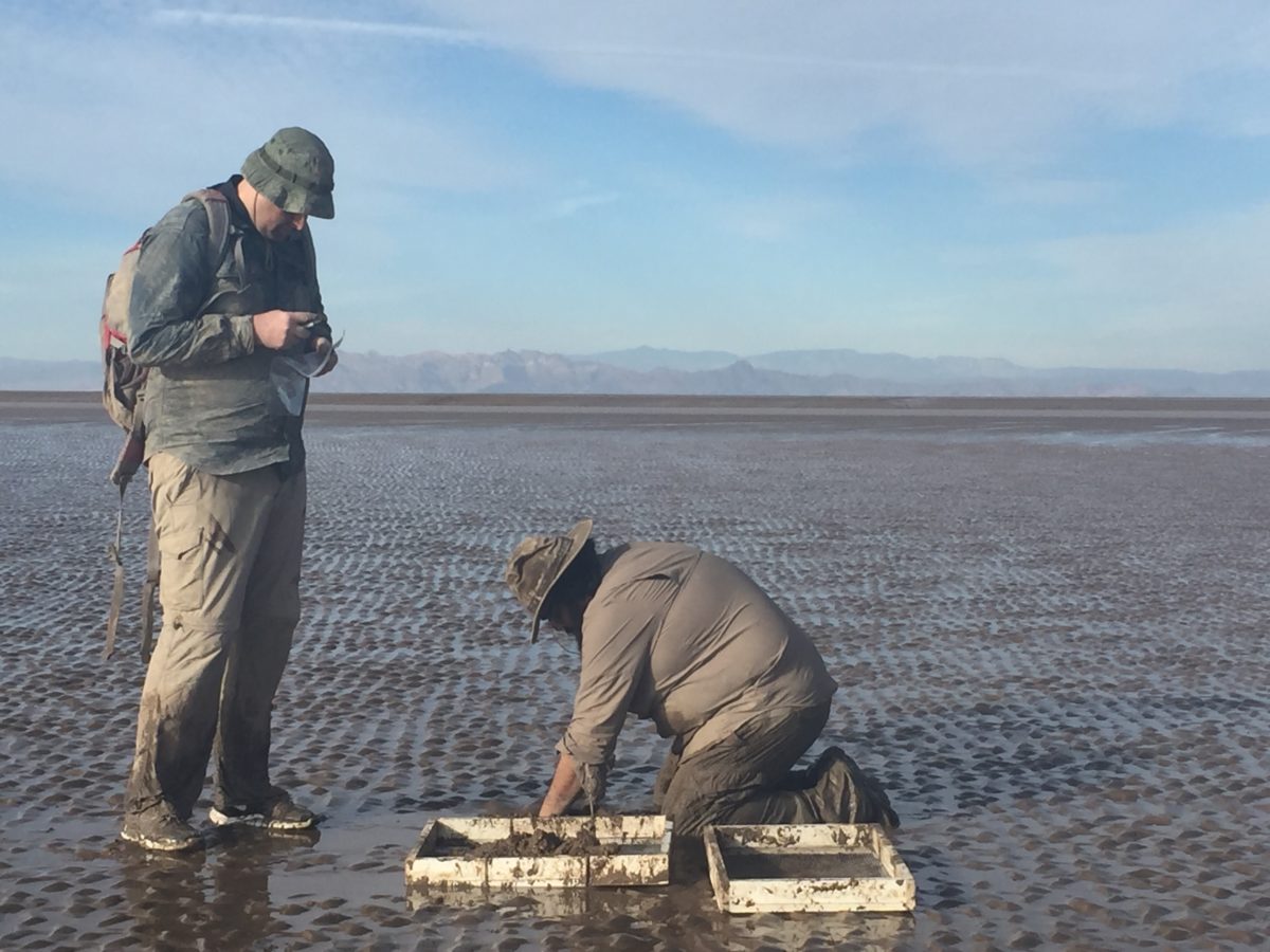 sampling a tidal flat for clams and snails