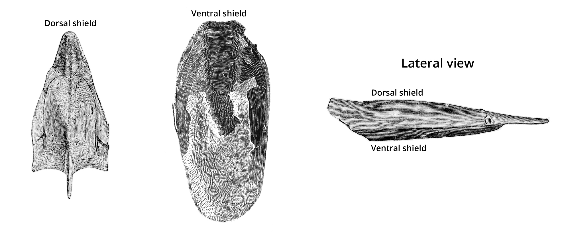 Image showing the dorsal and ventral headshields of Pteraspidomorphs.