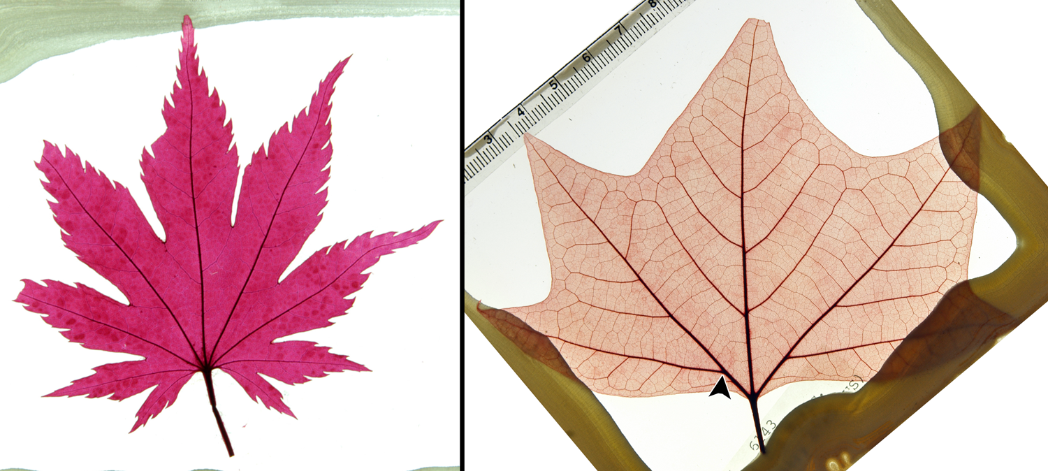 2-Panel photographic figure. Panel 1: Palmately-veined leaf of Japanese maple, with major veins radiating from a single point. Panel 2: Leaf of western sycamore, with major veins radiating from the base of the leaf and lateral veins branching.