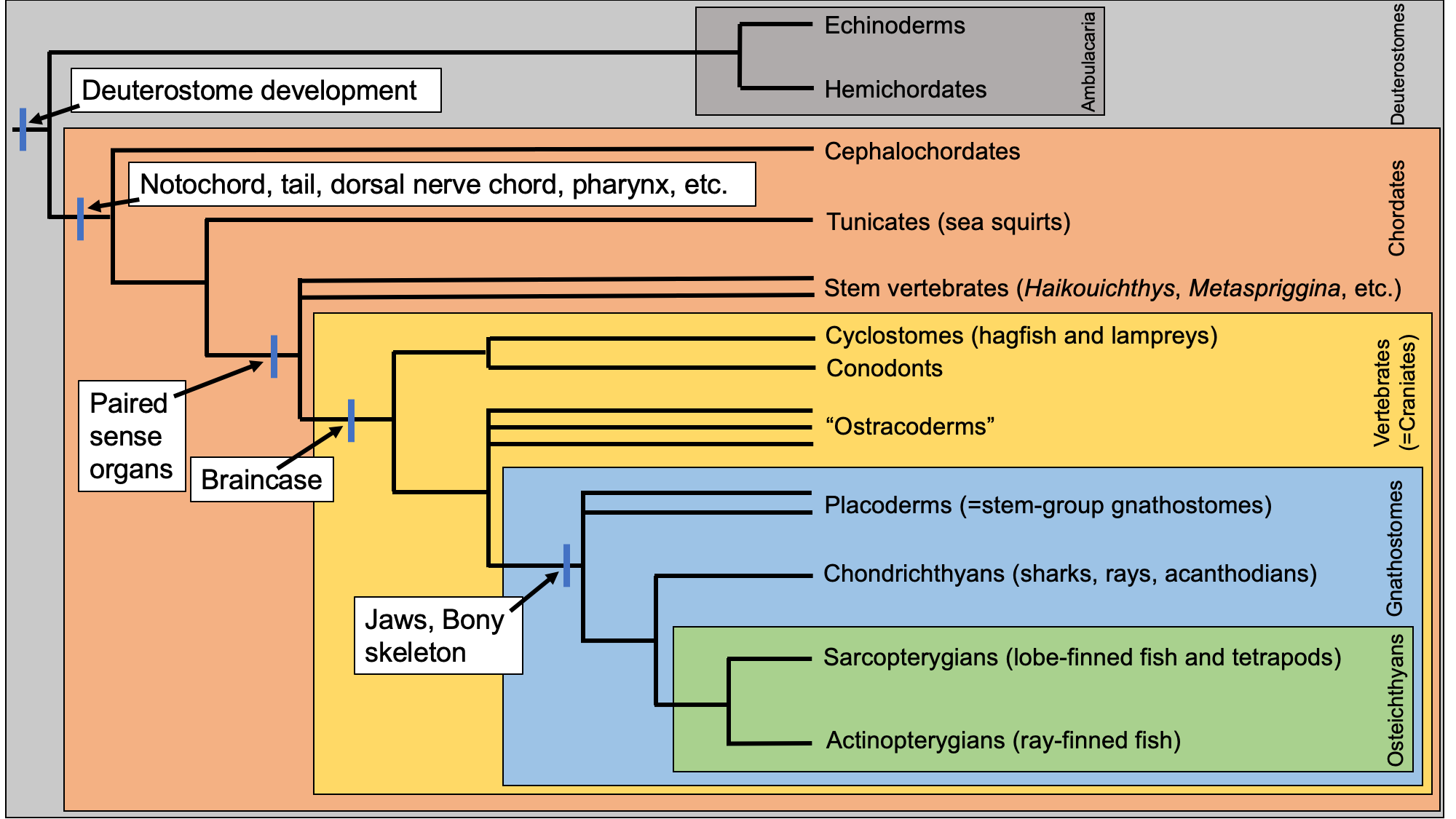 Image of a phylogenetic tree that depicts the major groups of vertebrates and the characters that define individual clades.