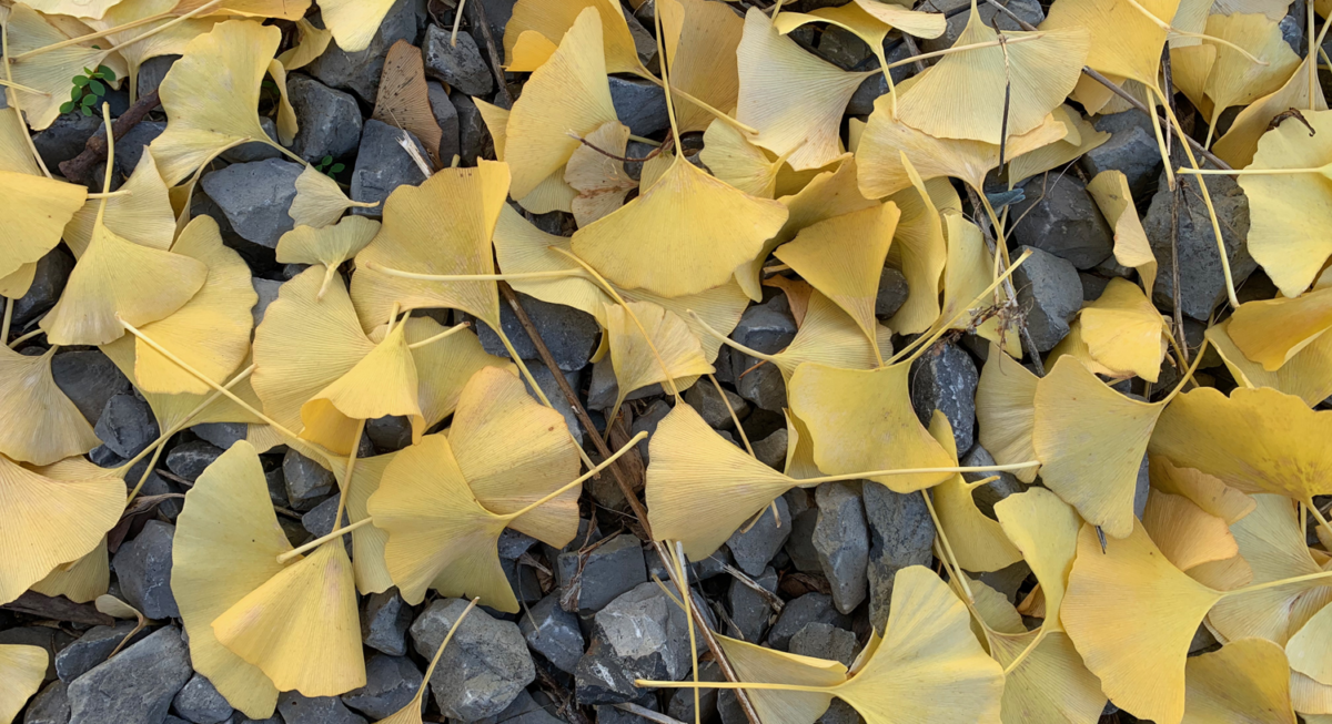 Photo of yellow ginkgo leaves on gray stones.