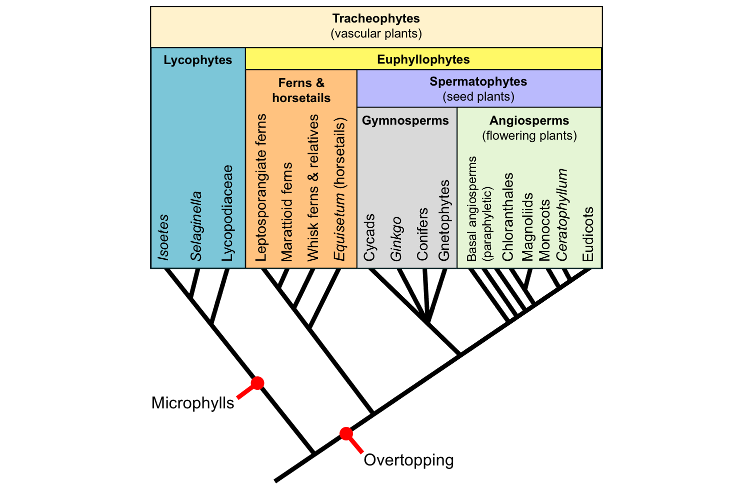 Diagram showing living vascular plant relationships with mapped synapomorphies. Origin of microphylls unites the lycophytes. Origin of overtopping unites the euphyllophytes.