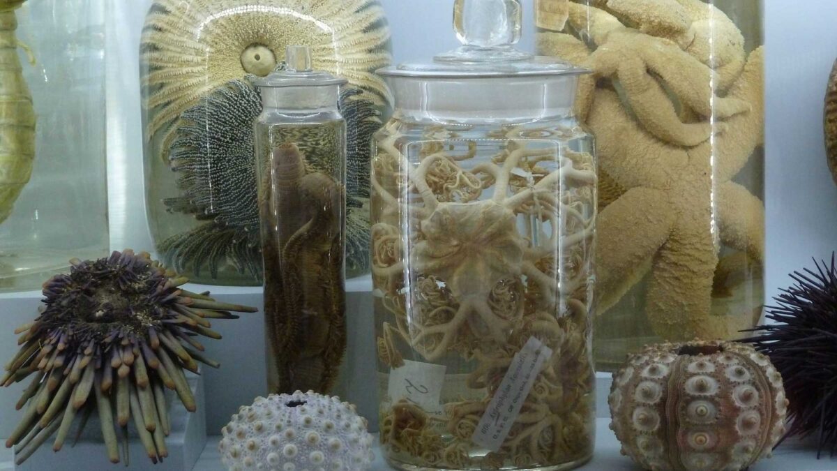 Photograph of specimens of modern echinoderms.