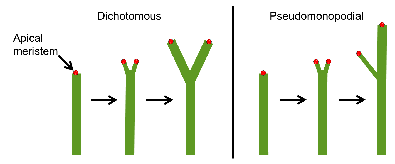 Two diagrams showing apical branching. Diagram 1: A single stem bifurcates to form to equal stems. Diagram 2. A single stem bifurcates, but one branch becomes larger and dominates the other.