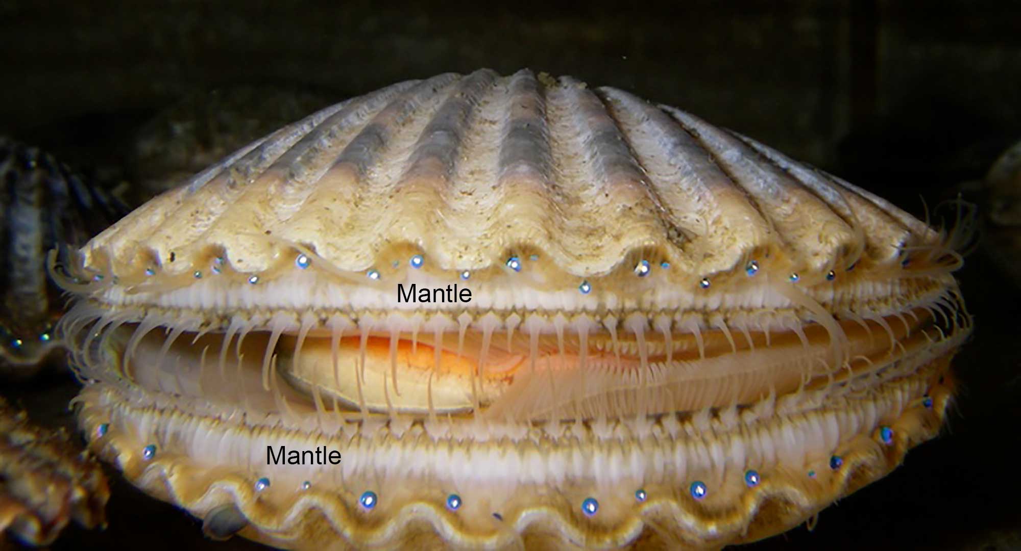 Photograph of a live scallop with its mantle (which bears eyes) labeled.