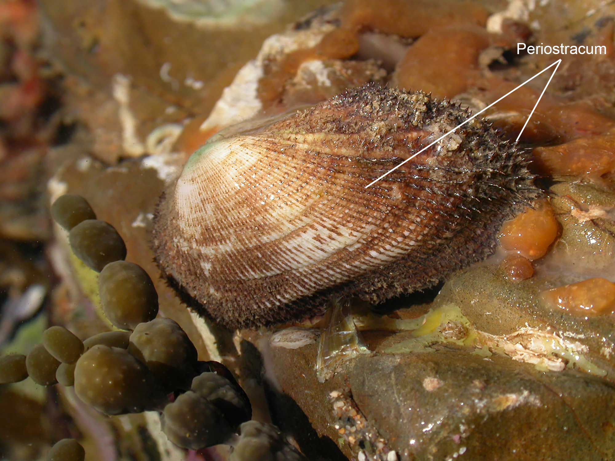 Photograph of a banded ark shell with the periostracum labeled.