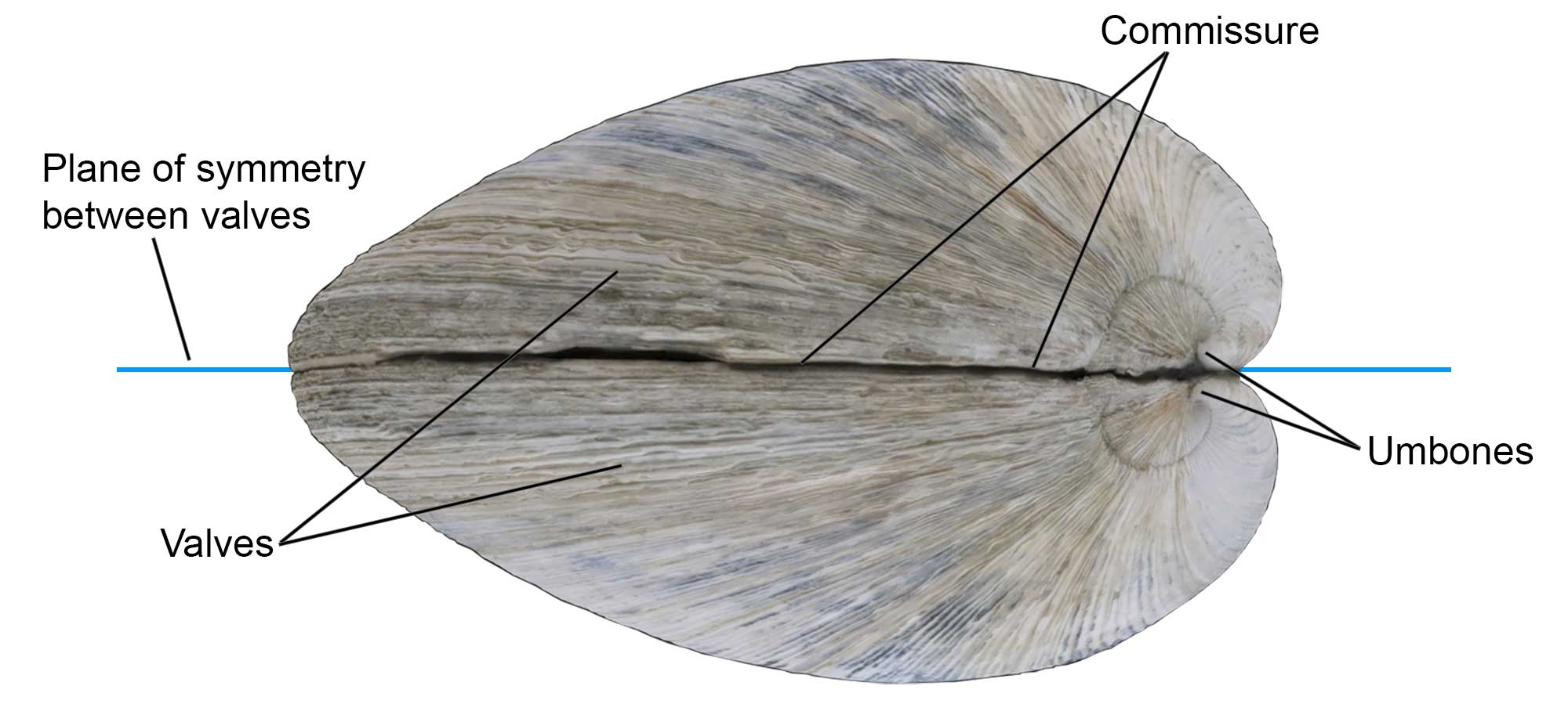 External features of the bivalve shell, including valves, commissure, and umbones.