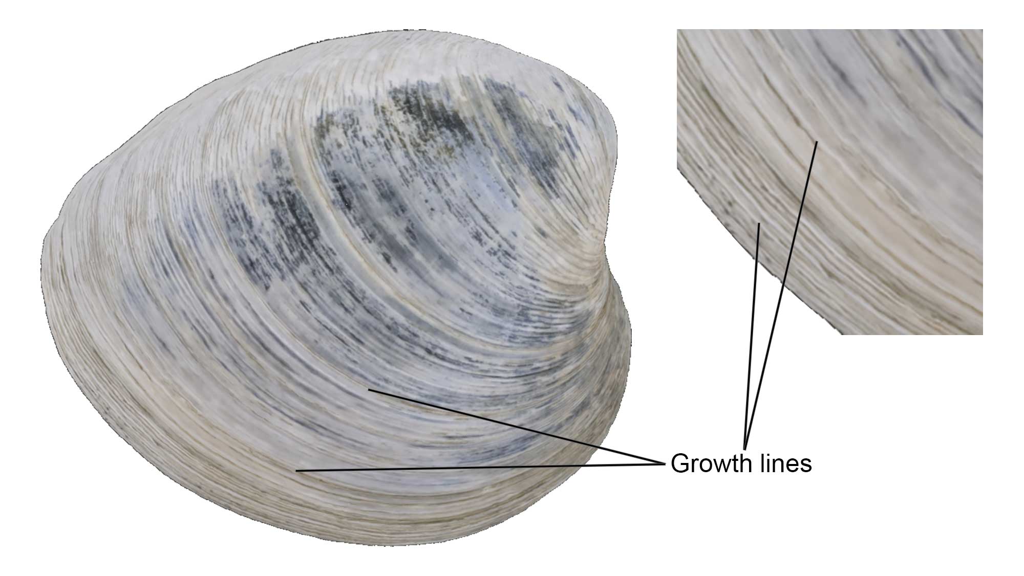 Growth lines on a specimen of clam.