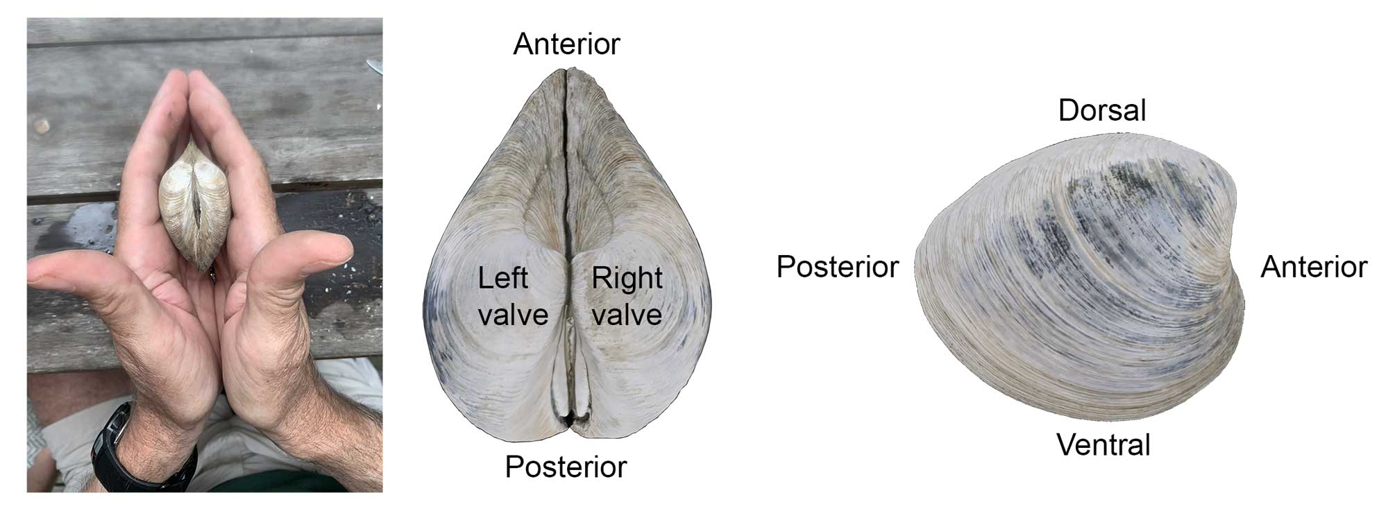 Illustration showing how to differentiate a left and right valve on a clam, as wells the relative orientations of the dorsal, ventral, posterior, and anterior sides of a clam shell.