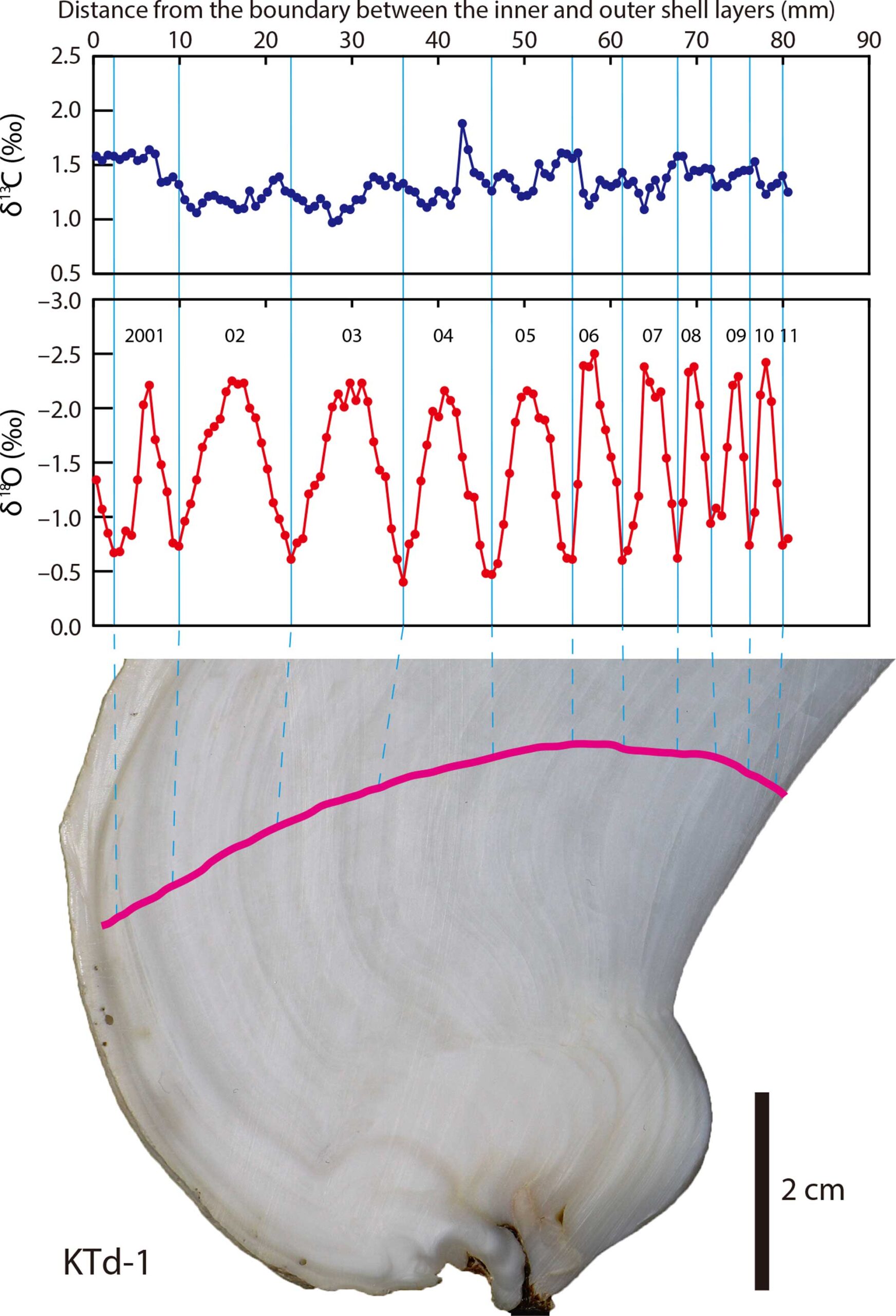 Illustration showing the relationship between isotope values and the position from which they were sampled along a growth line on a bivalve specimen.