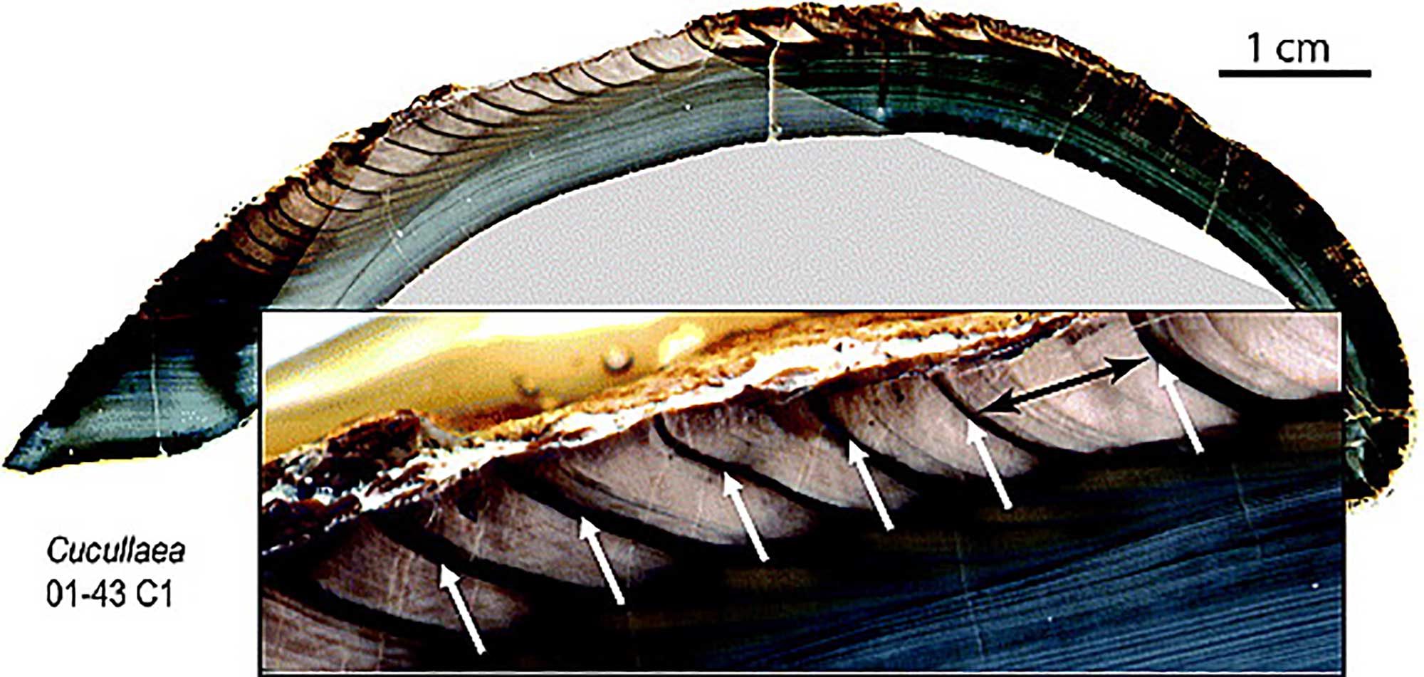 Image showing a cross-section through the shell of a clam, illustrating annual growth bands.