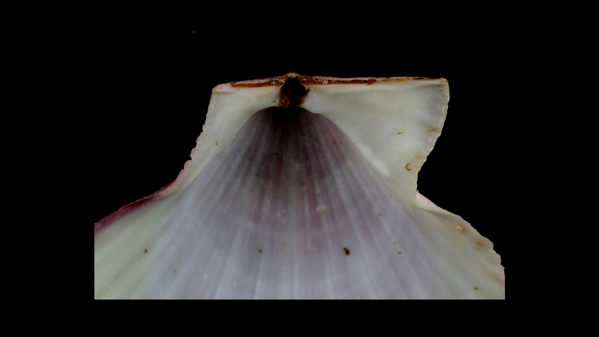 Photograph of an isodont hinge.