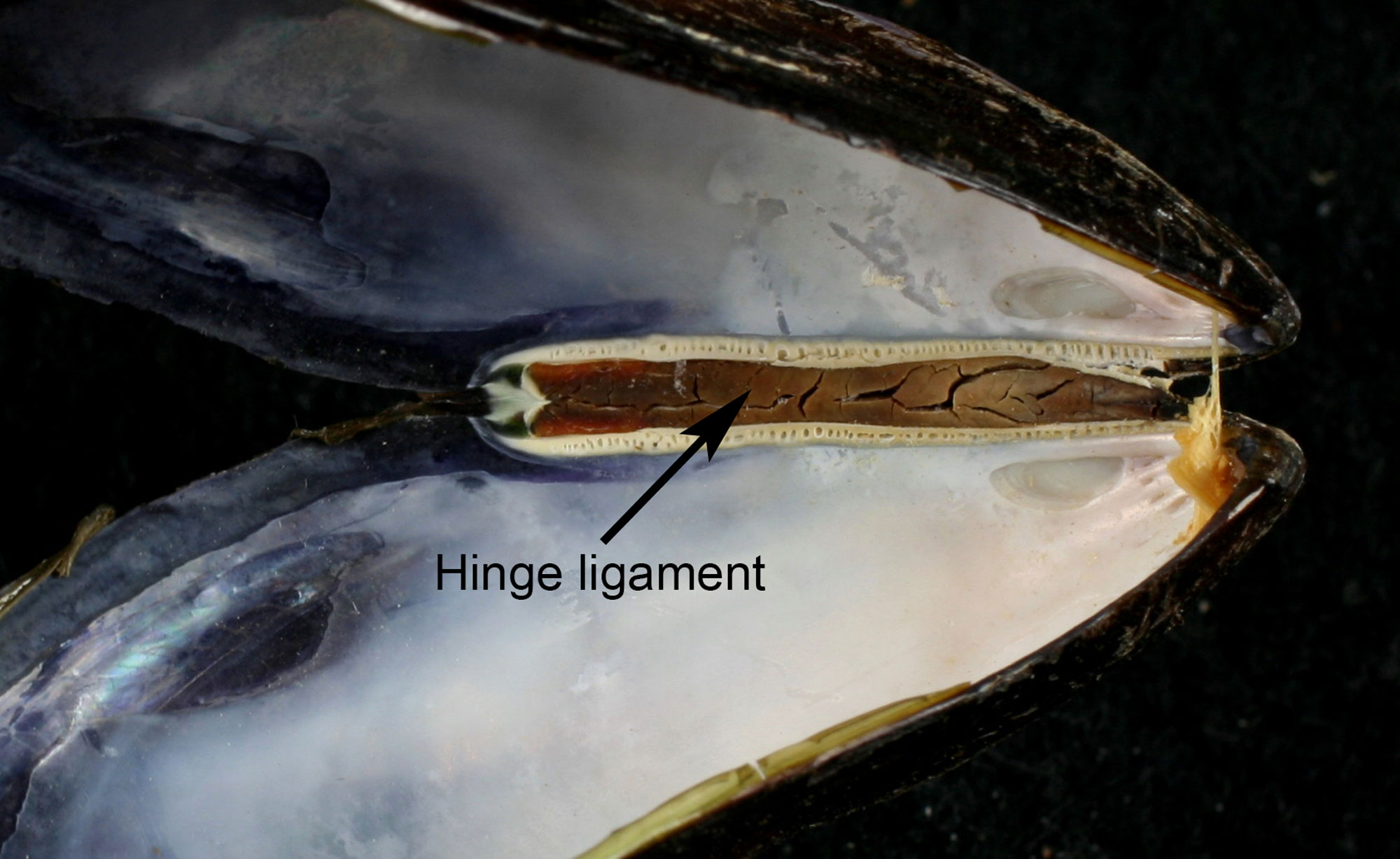 Photograph of a mussel shell with the position of the ligament identified.