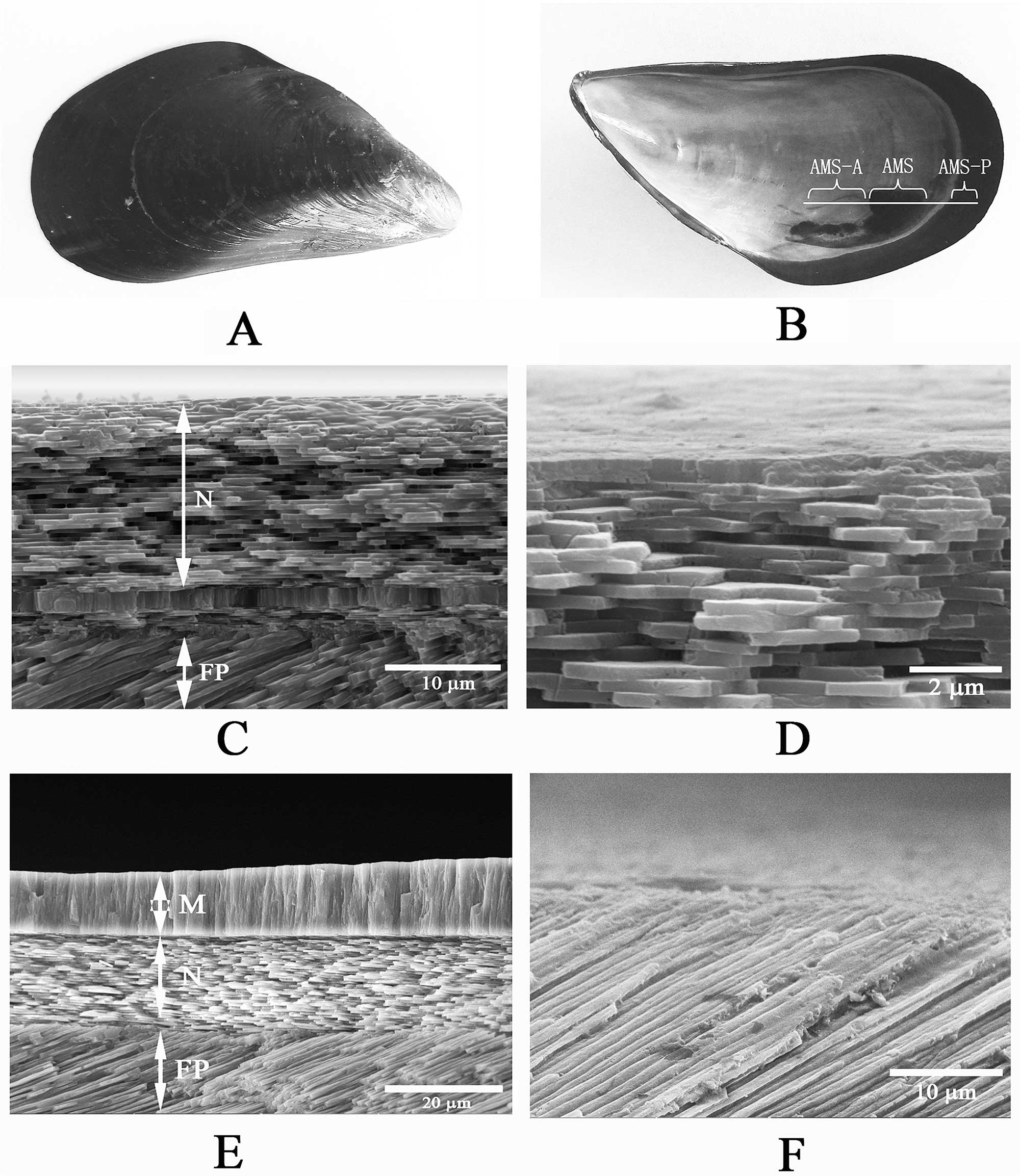 Scanning electron microscope images of bivalve shells in cross section, showing the fine details of microstruction.