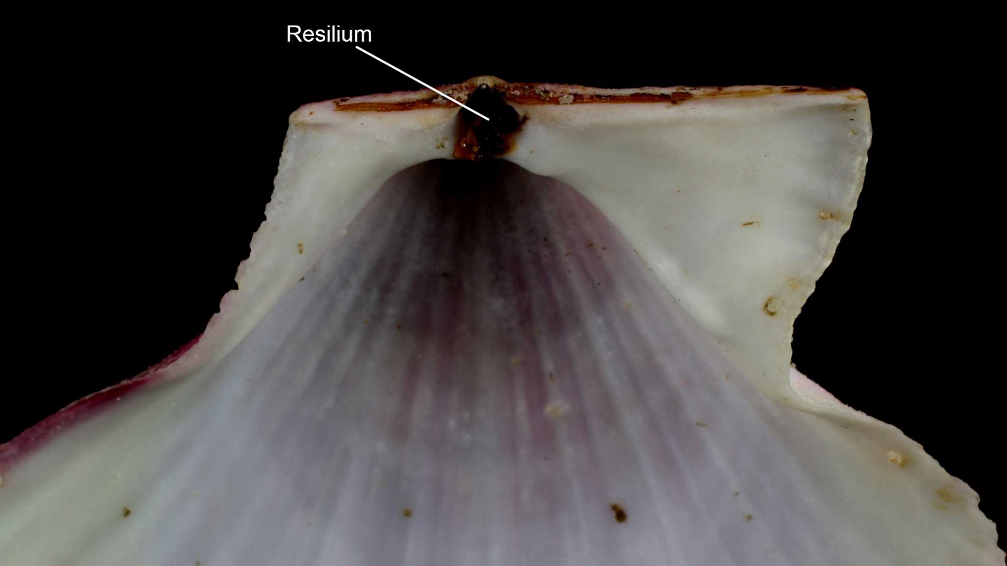 Photograph of a scallop shell with the resilium labeled.