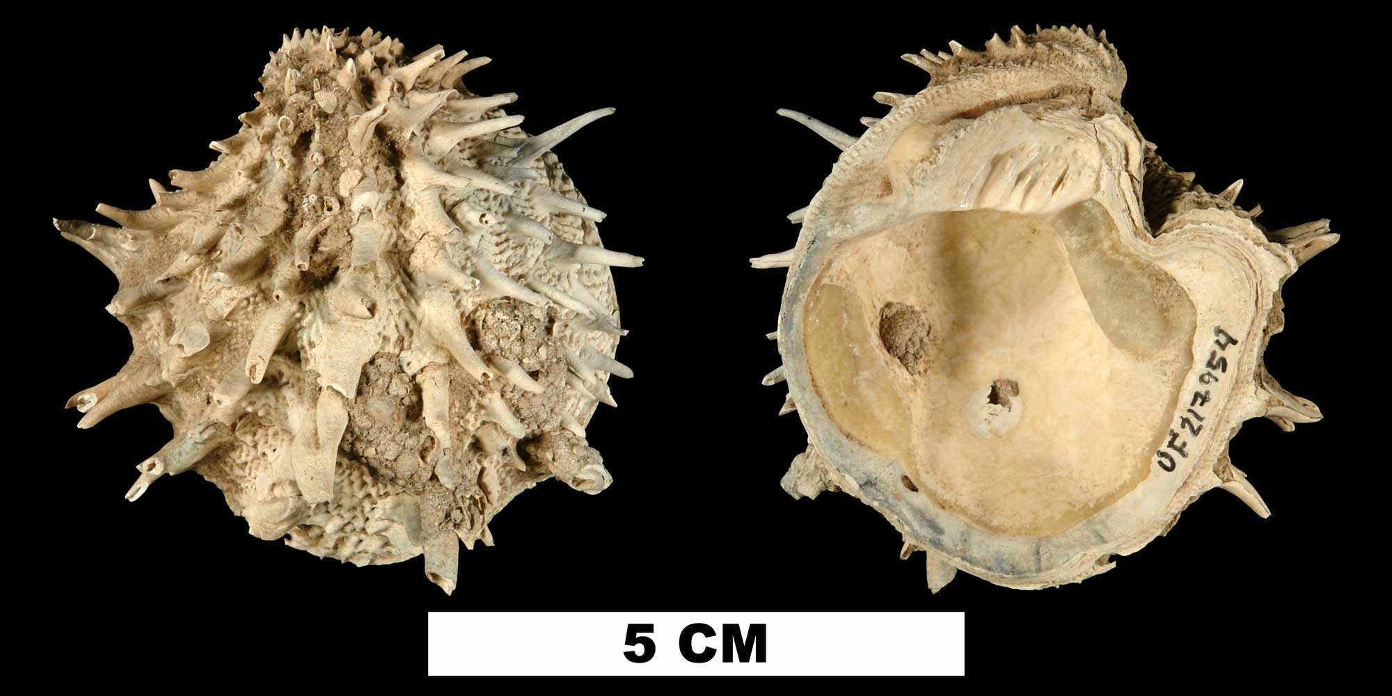 Photographs of Arcinella cornuta.