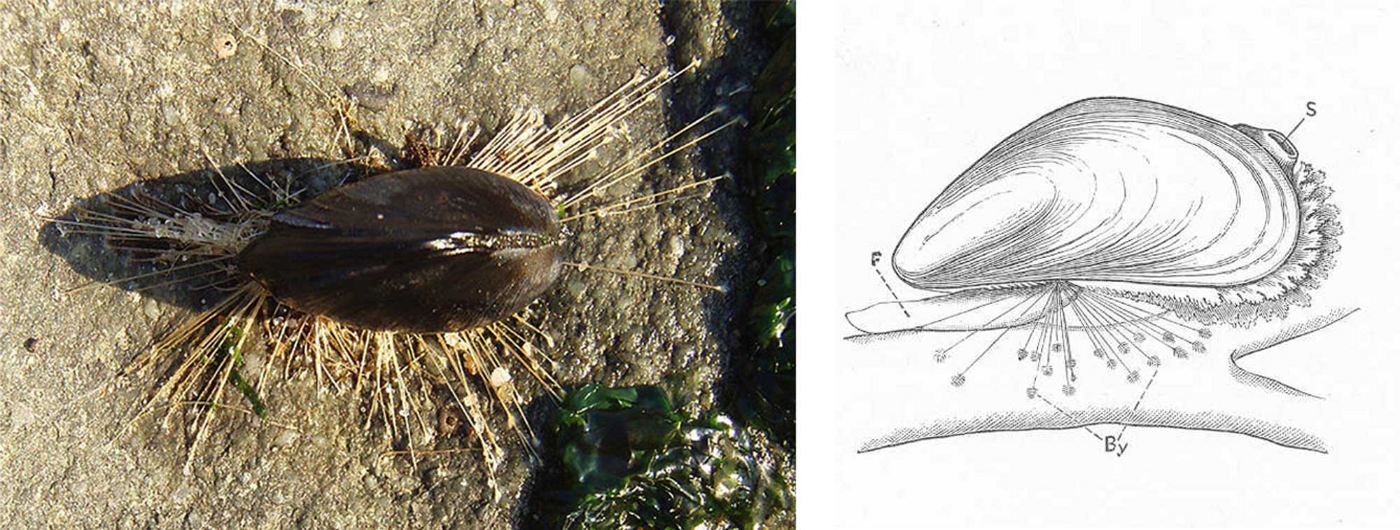 Image showing a photograph and drawing of bivalves attached to hard substrates with byssal threads.