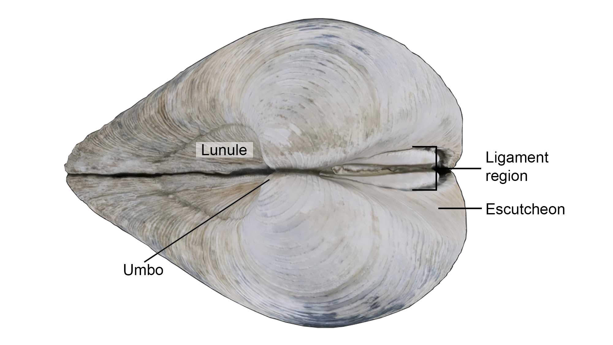 External features of the bivalve shell, including the lunule, escutcheon, ligament region, and umbo.