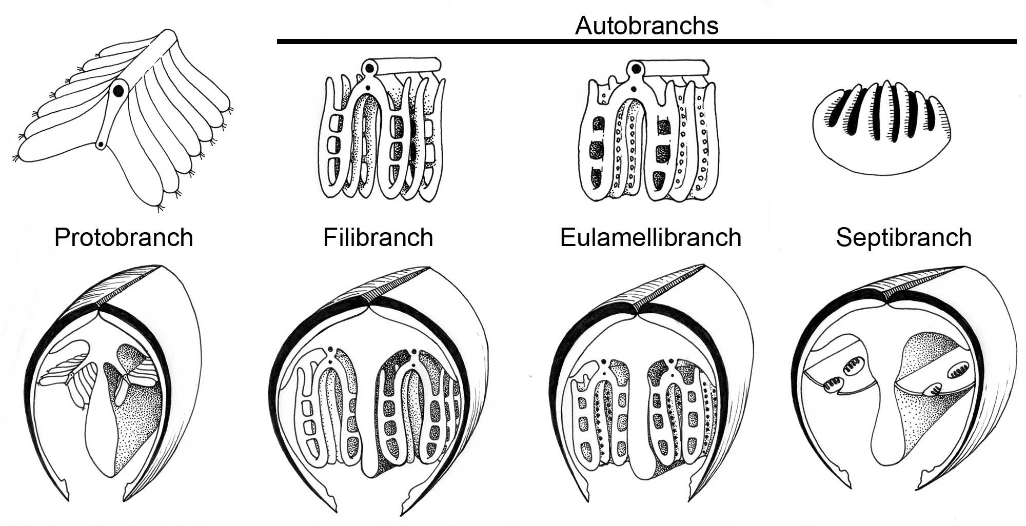 Illustrations of eight different gill arrangements in bivalves.